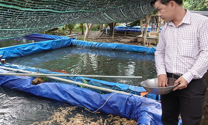 Bỏ nuôi cá thịt thua lỗ, 9X chuyển sang nuôi thứ cá bé tí hon, mỗi năm đếm tiền mỏi tay