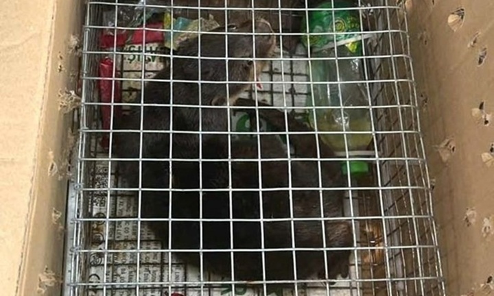 Rao bán rái cá vuốt bé giá 20 triệu đồng, Trần Thị Huế bị khởi tố