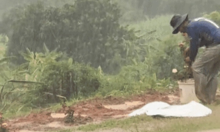 Rơi nước mắt: Chồng trồng 1.000 gốc hồng tưởng nhớ vợ qua đời