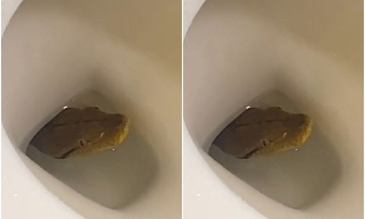 Clip: Người đàn ông hoảng hồn phát hiện con vật đáng sợ thò đầu ra khỏi bồn cầu