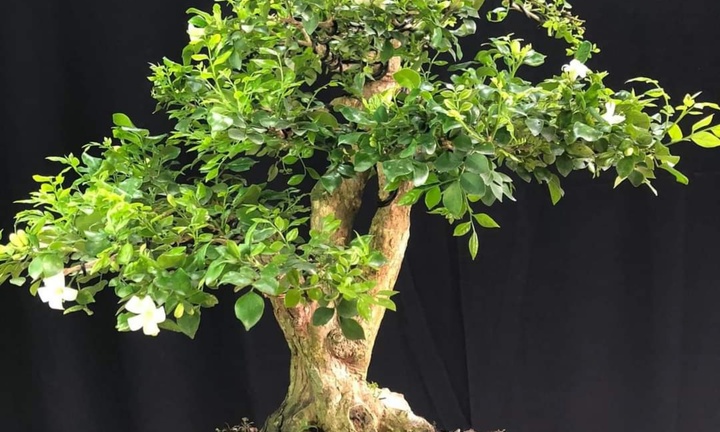 Loại cây cảnh có mùi thơm dễ chịu, trồng nhiều ở hàng rào nay lên chậu thành bonsai đắt giá