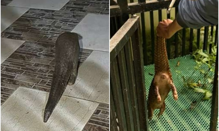 Tin thời sự hôm nay (19/9): Con vật quý hiếm vào nhà, người dân nộp cho kiểm lâm