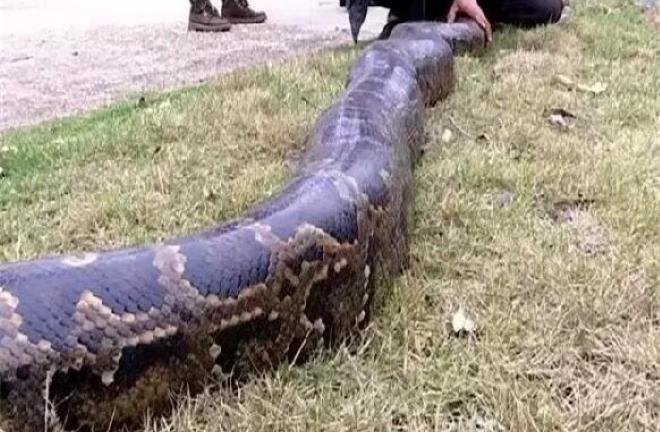 Clip: Bắt sống con trăn 