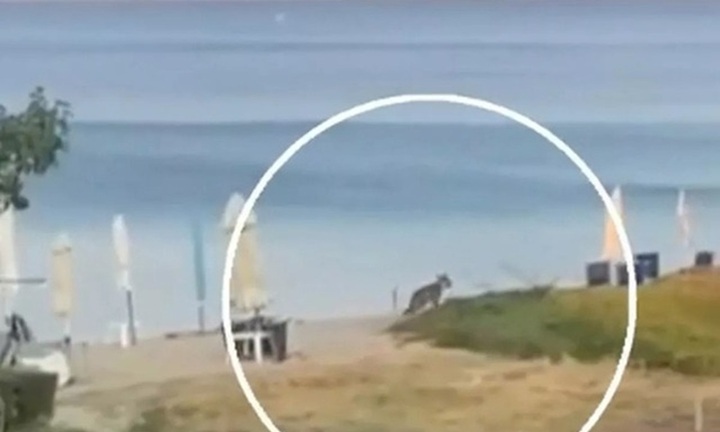 Bé gái 5 tuổi bị sói tấn công tại khu nghỉ dưỡng