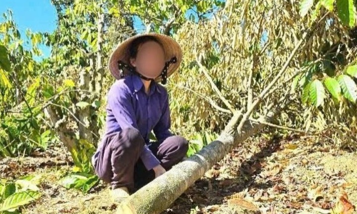 Vụ anh rể phá vườn cà phê để 