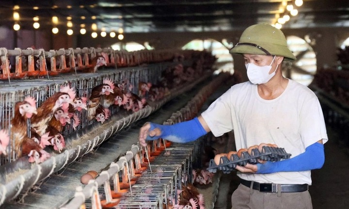  Bên trong trang trại 5 tỷ ở Hà Tĩnh: Đàn gà chỉ việc ăn ngủ theo giờ lập trình, mỗi ngày 