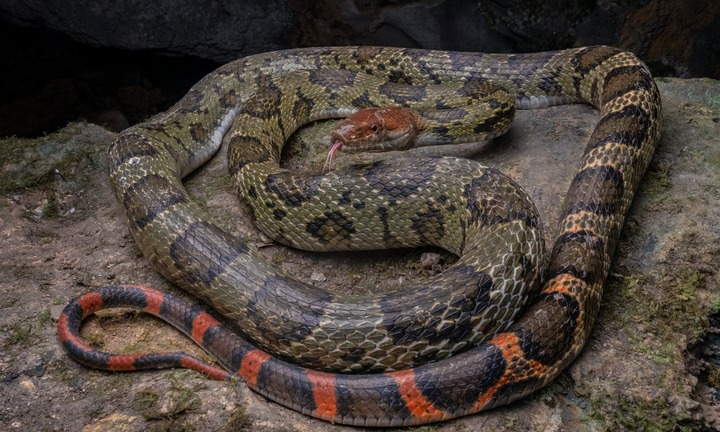 Giải mã loài rắn to lớn như trăn ở Việt Nam, sở hữu chiếc đầu đỏ đáng sợ và bốc mùi khó chịu