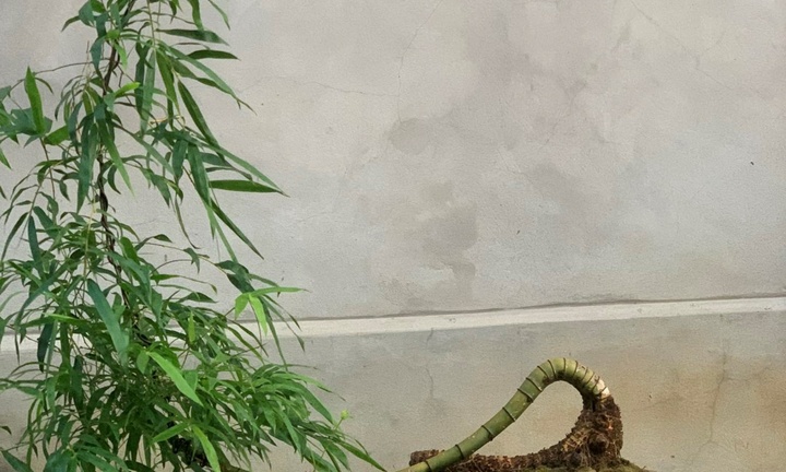 Hô biến cây tre làng thành 