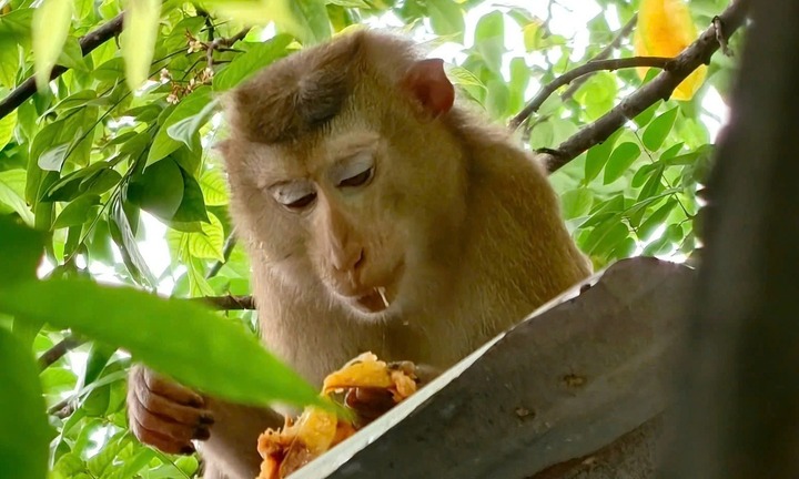 Bắt giữ cá thể khỉ đuôi lợn sổng chuồng cắn 3 người bị thương ở TP.HCM