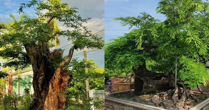 Hô biến loại cây ăn quả tuổi thơ thành bonsai 