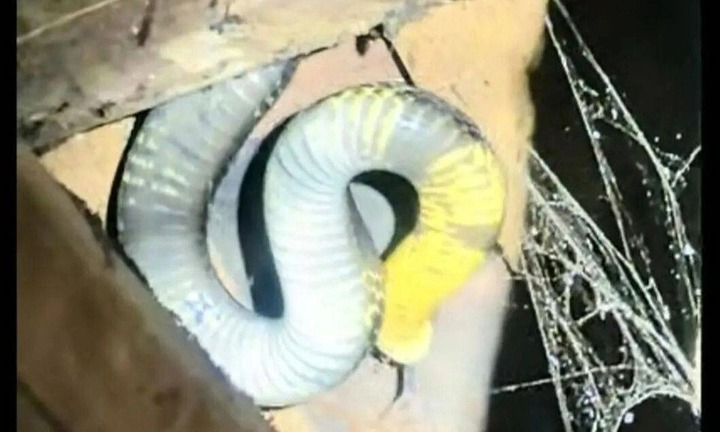 Phát hiện rắn hổ mang chúa dài 3,5m, nặng 7kg