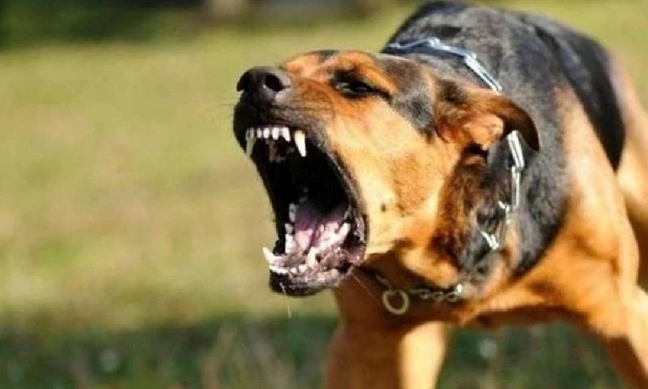 Bé 5 tuổi bị chó tấn công khi đang chơi ở nhà