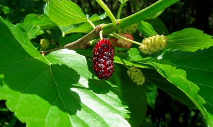 Các loại lá uống hạ huyết áp