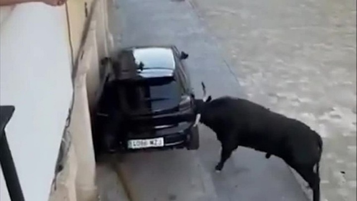 Clip: Bò tót điên cuồng húc xế sang Peugeot 208 sáng bóng, người đàn ông sợ hãi bỏ chạy