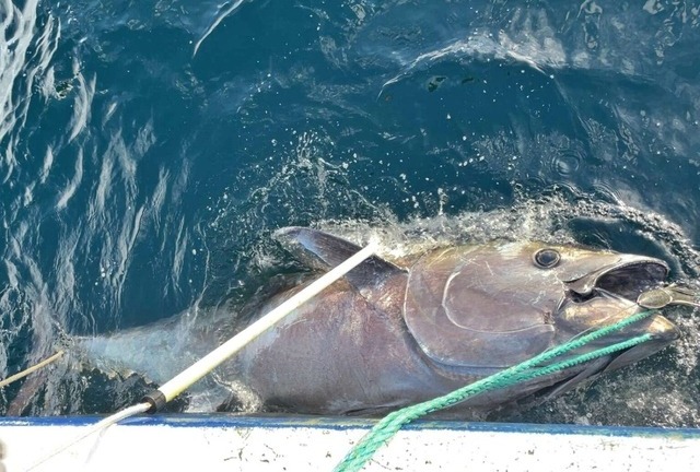 Clip: Cần thủ kéo được cá ngừ khổng lồ nặng 280kg sau hơn 2 giờ vật lộn