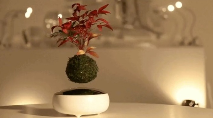 Ngắm nhìn dàn bonsai mini 