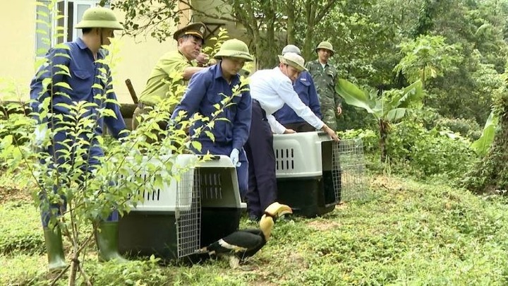 Hai cá thể chim hồng hoàng quý hiếm được thả về môi trường tự nhiên