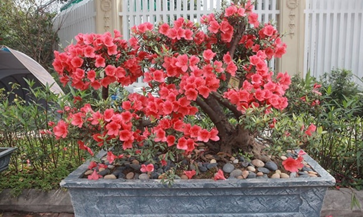 Chiêm ngưỡng dàn bonsai đỗ quyên cổ thụ 
