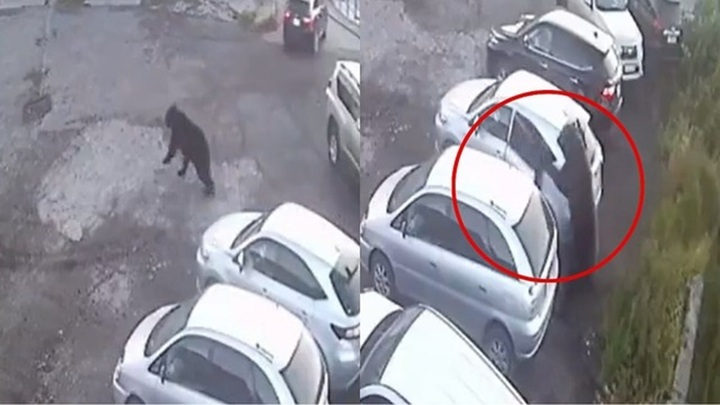 Gấu đen khổng lồ tấn công, cụ bà 84 tuổi tử vong thương tâm