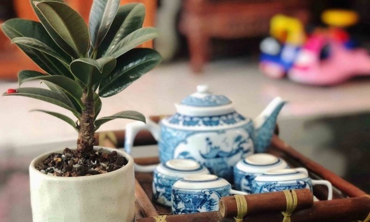 Mê đắm với những chậu đa búp đỏ mini để bàn đẹp mắt 