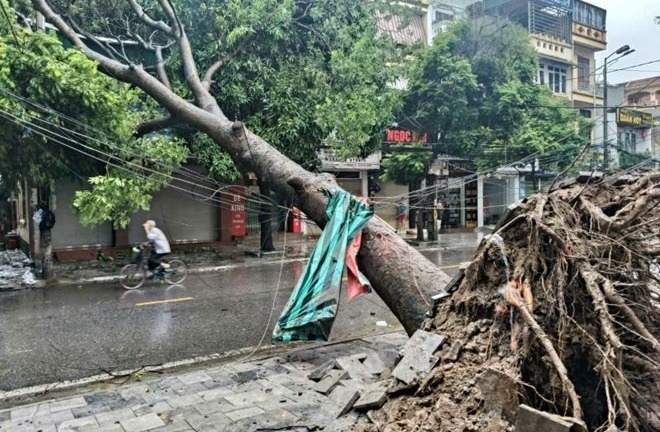 Một bí thư thôn ở Thanh Hóa bị cây đè tử vong khi chống bão số 10- BUALOI