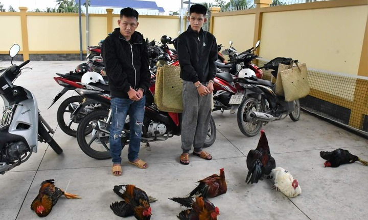 Rủ nhau đi trộm 7 con gà, Đặng Hiếu Tín và Đặng Hiếu Thảo bị bắt