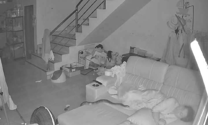 Clip: Trăn lưới 3 mét bò lên sofa, cụ bà 70 tuổi thoát chết chỉ vì một hành động