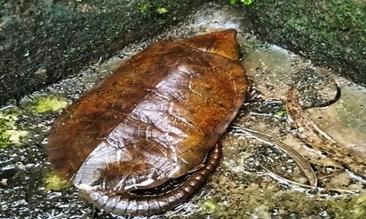 Tin tức thời sự hôm nay (2/10): Phát hiện rùa có đuôi dài ở Quảng Ngãi