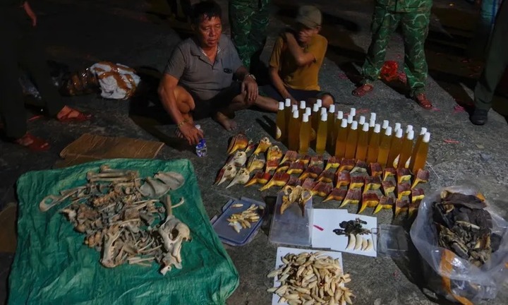 Vĩnh Long: Phát hiện hơn 7 tấn hàng hóa nghi vảy tê tê, da trăn, động vật quý hiếm