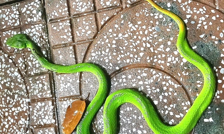 Phát hiện con vật cực độc, toàn thân màu xanh, đuôi đỏ bò vào nhà ở TP.HCM