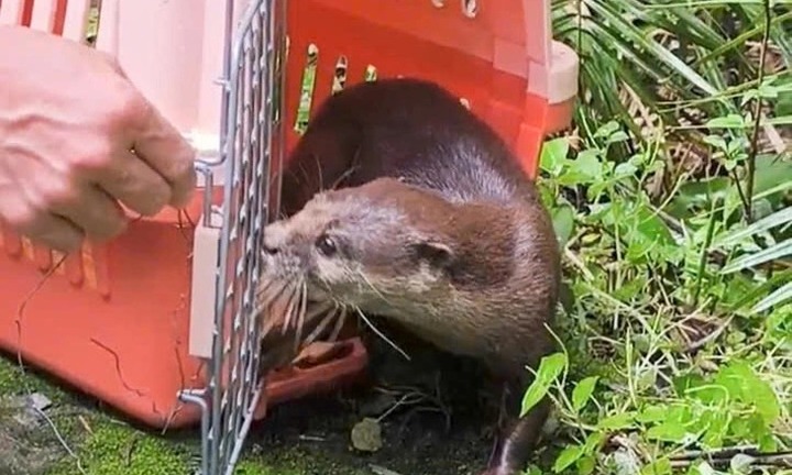 Tin thời sự hôm nay (6/10): Rái cá vuốt bé được thả về rừng phòng hộ Cần Giờ