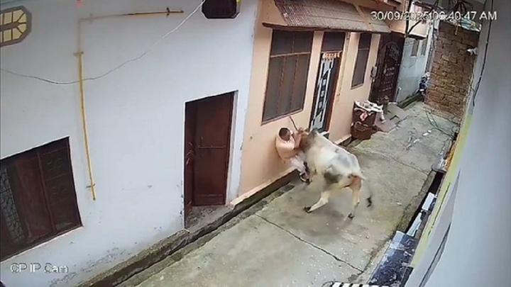 Clip: Người đàn ông bị bò tấn công, rơi thẳng xuống cống thoát nước