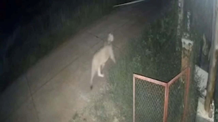 Sư tử do Tiktoker nổi tiếng nuôi sổng chuồng, tấn công người dân trong đêm gây phẫn nộ ở Thái Lan