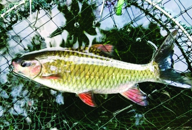 Khám phá loại cá được ví là