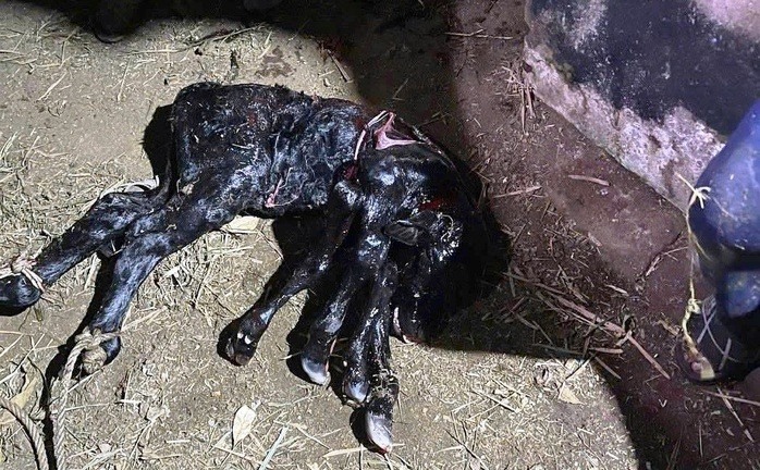 Chuyện hy hữu: Bò mẹ sinh bê con 6 chân ở Quảng Ngãi