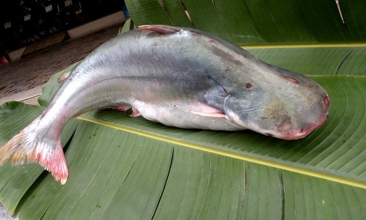 Khám phá loại cá ở miền Tây, thịt thơm, lúc khan hàng giá gần 1 triệu/kg
