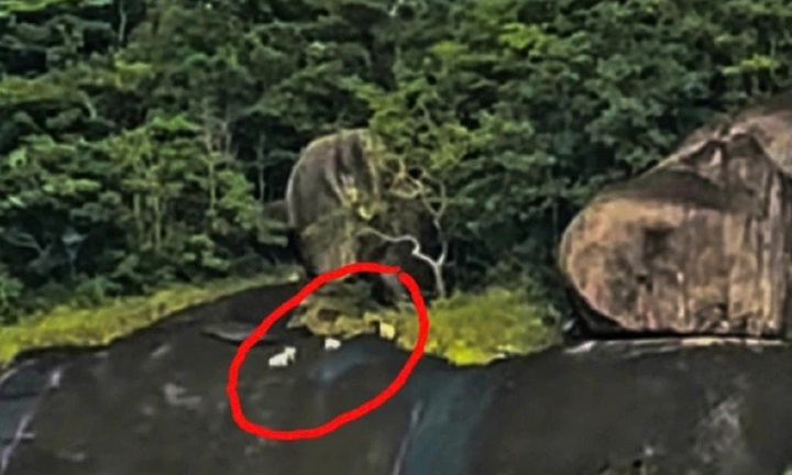 Xác minh clip 4 con vật 