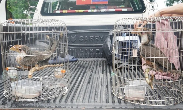 2 cá thể chim niệc nâu rủ nhau bay vào nhà dân ở Quảng Trị quý hiếm cỡ nào?