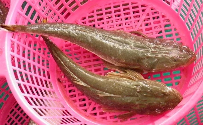 Loài cá có tên độc, thịt ngon 