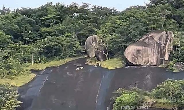 Vụ clip 4 con vật