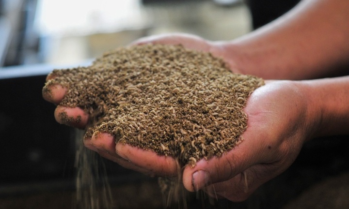 Bỏ việc tập đoàn lớn về quê nuôi thứ lúc nhúc ghê tay, kỹ sư 7X ở Lâm Đồng 