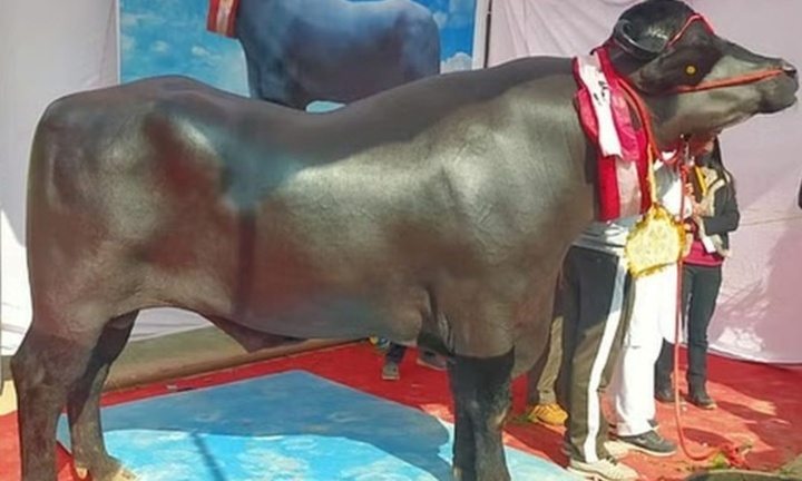 Cận cảnh con trâu khổng lồ, đen bóng 