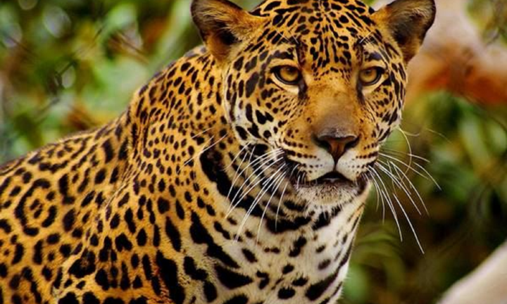 Đang chăn thả gia súc, người đàn ông 36 tuổi bị báo đốm vồ tử vong