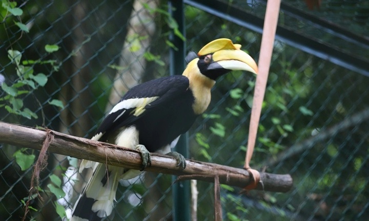 Tin tức thời sự hôm nay (15/10): Chim hồng hoàng bay lạc vào nhà dân ở Quảng Trị