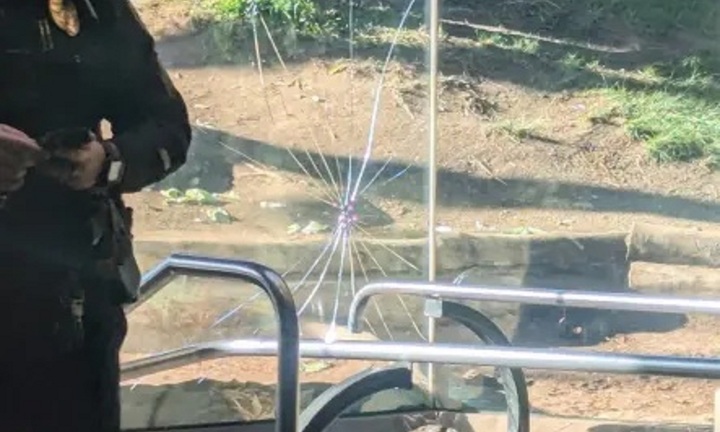 Clip: Khỉ đột trong vườn thú bất ngờ lao thẳng vào tường kính khiến tấm kính cường lực nứt toác, du khách khoảng loạn bỏ chạy