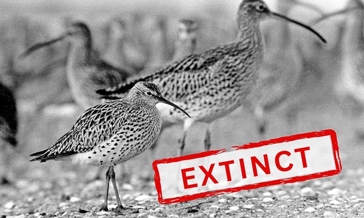 Một loài chim di cư chính thức bị tuyệt chủng