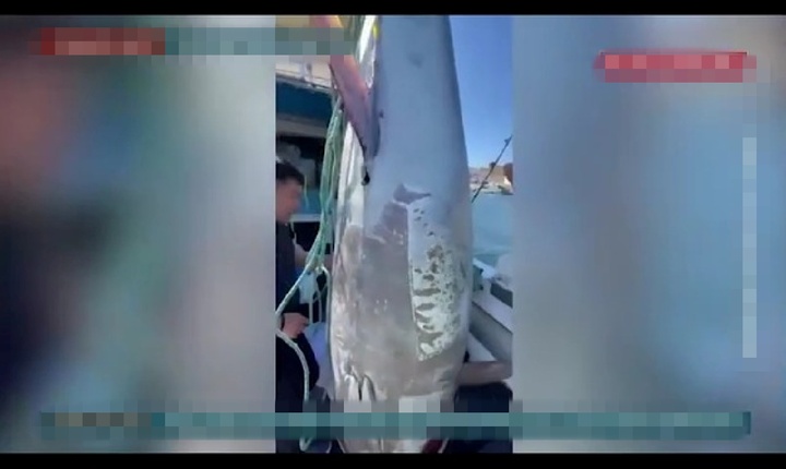 Cá siêu khủng nặng hơn 280 kg, giá trị lên tới 52 tỷ đồng lọt lưới ngư dân