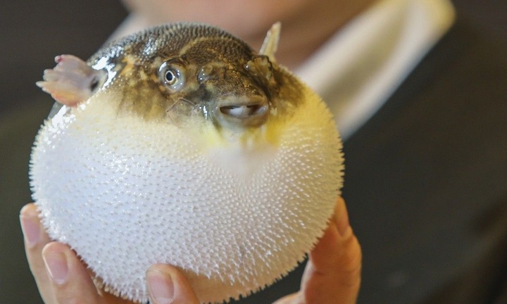 9 người bị ngộ độc sau khi ăn cá nóc, 1 người nguy kịch