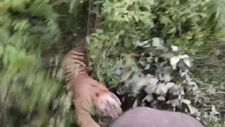 Clip: Hổ dữ bất ngờ lao ra từ bụi rậm, tấn công liên tiếp quản tượng