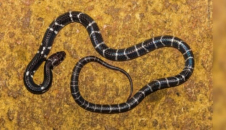  Cắn chết rắn độc để trả thù trong lúc say rượu, người đàn ông rơi vào nguy kịch